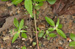 Toothed sedge